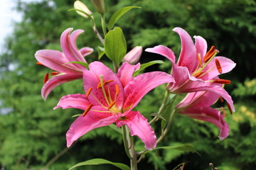 Close-up view of pink lilies in the garden on sunny day