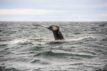 Giant Humpback Whale Tale in Iceland