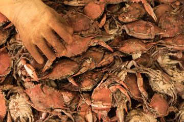 Maryland style steamed blue crabs