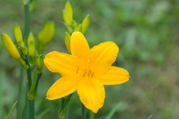 Yellow bright flower