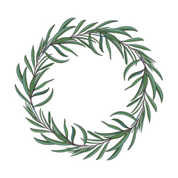 Wreath of hand drawn melaleuca twigs, branches, decoration element with place for text, sketch vector illustration isolated on white background. Hand drawn wreath of beautiful green melaleuca twigs