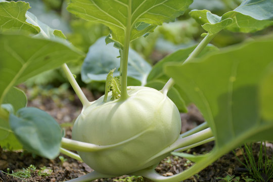 Kohlrabi