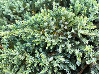 Blue juniper.