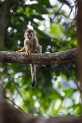 baby wild squirrel monkey sitting in on a tree branch in Costa Rica