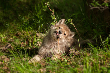 Grey Wolf (Canis lupus) Pup Chews on Plant © hkuchera