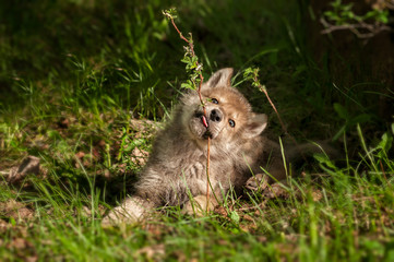 Grey Wolf (Canis lupus) Pup Chews on Plant