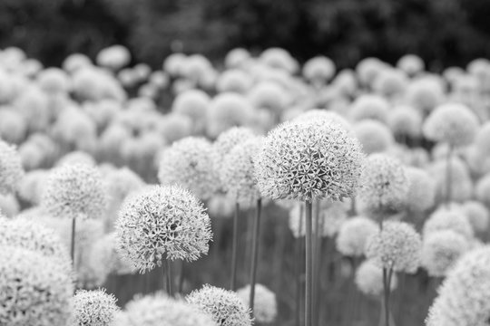 Fototapeta Glade of white flowers of spherical shape in sunny day - black and white