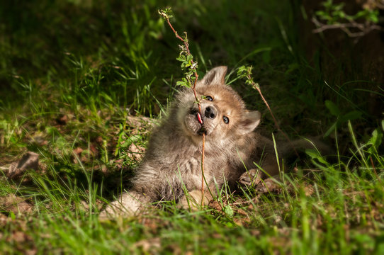 Fototapeta Grey Wolf (Canis lupus) Pup Chews on Plant