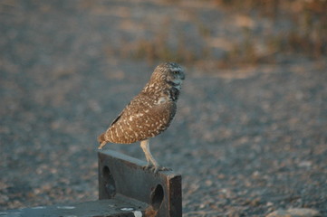 Burrowing Owl