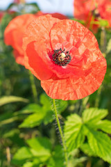 This is a red poppy on a meadow