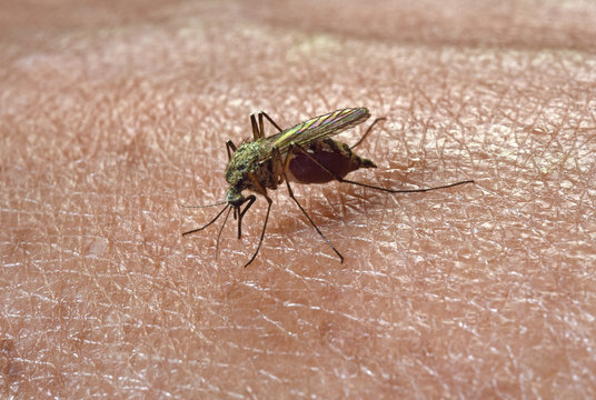 Stechm&uuml;cke - Mosquito 