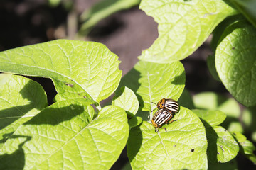 Colorado potato beetle eats potato leaves