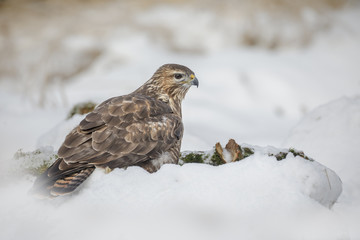 Common buzzard in snow