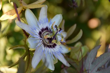 fiore azzurro di passiflora