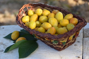 cestino di susine gialle
