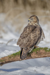 Common buzzard, Europe