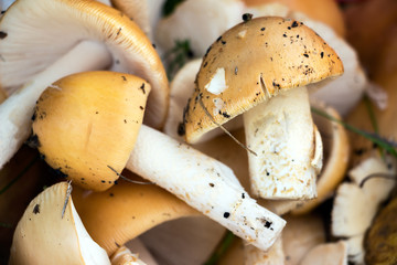 Freshly picked forest mushrooms with light hats