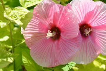 Fiore rosa