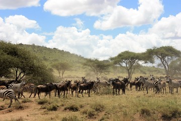 Fototapeta na wymiar Tanzanie Migration des gnoux 