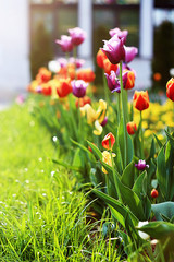 mulicolour tulips flowers