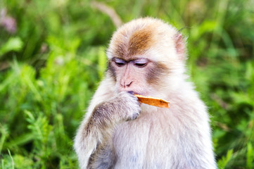 Barbary macaque eating