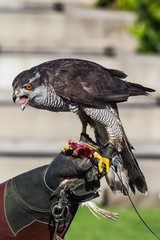 Falkner und Falke