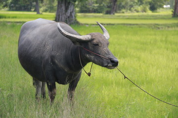 Buffalo is a four-foot animal that feeds on long, spiky, and spiked cats. Grass is a food to live...