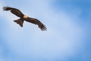 Steinadler hält nach Beute Ausschau