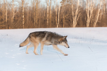 Grey Wolf (Canis lupus) Runs Right