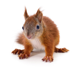 Eurasian red squirrel.