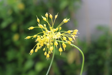 Close-up view of yellow flower Allium flavum in the organic garden on sunny day. - obrazy, fototapety, plakaty