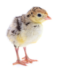 Chicken turkey isolated