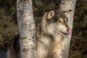 Grey Wolf (Canis lupus) Licks Nose Between Trees