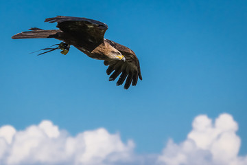 Steinadler im Flug