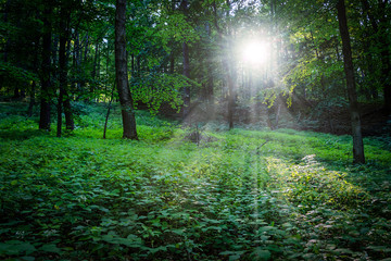 Evening sun in the forest