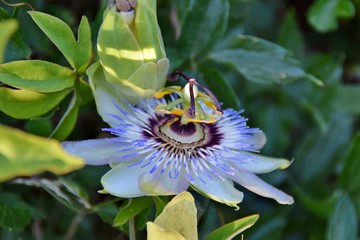 fiore azzurro di passiflora