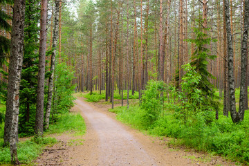 Dirt road in a picturesque pine forest, the village of Komarovo, Leningradskaya oblast, Russia