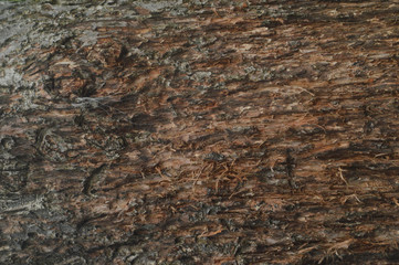 Bark Texture #1