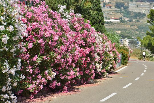 piante di oleandro lungo la pista ciclabile