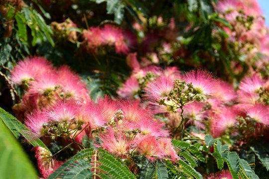 fiori rosa di acacia 