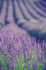 Naklejka premium Blooming lavender fields in Little Poland