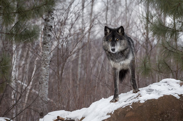 Black Phase Grey Wolf (Canis lupus) Looks Out From Atop Rock