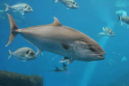 tuna fish - bluefin tuna swimming underwater copy space background,  Atlantic bluefin tuna northern bluefin tuna, giant bluefin tuna tunny swimming. stock photo, stock photograph, image, picture, 