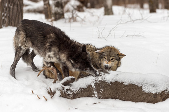 Grey Wolf (Canis lupus) Snarls At Black-Phase Grey Wolf