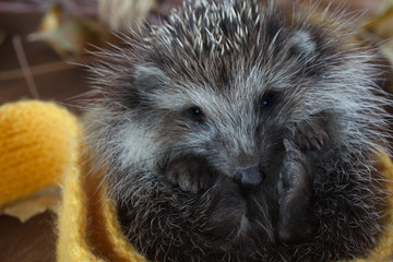 Young hedgehog in autumn leaves