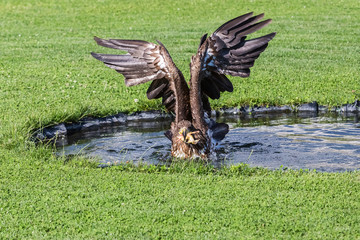 Adler holt sich seine Beute
