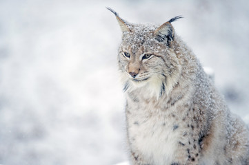 Lynx
