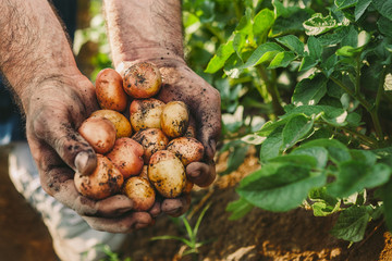 Farmer with potato in his hands