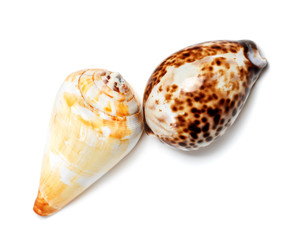 Two exotic seashells