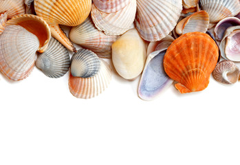 Natural background of variety seashells